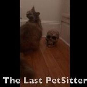 Last Pet Sitter